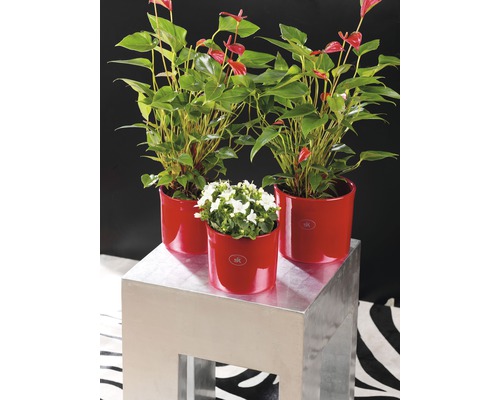 Drei Zimmerpflanzen in Blumentöpfen auf einem Beistelltisch