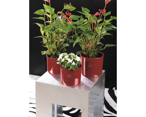Drei Pflanzen in roten Übertöpfen auf einem silberfarbenen Podest