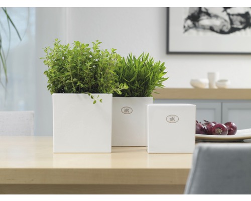 Drei weiße Keramikblumentöpfe mit Pflanzen auf einem Tisch