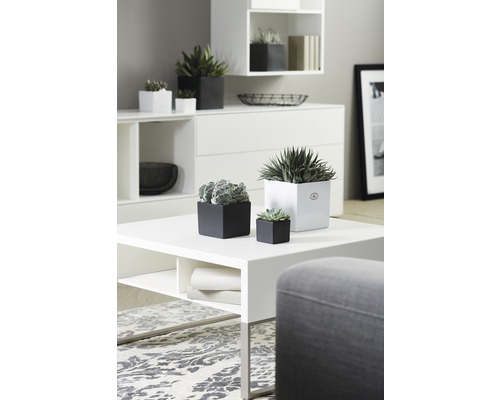 Wohnraumdekoration mit weißen Möbeln und verschiedenen Topfpflanzen in schwarzen und weißen Pflanzgefäßen.