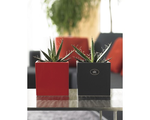 Zwei Zimmerpflanzen in quadratischen Übertöpfen auf einem Tisch