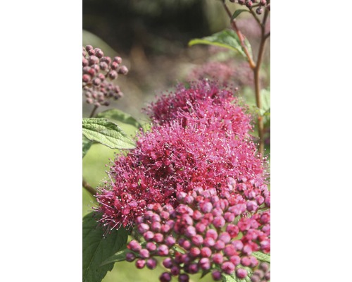 Nahaufnahme einer blühenden Spiraea-Pflanze mit Blüten und Blättern