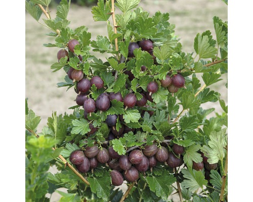 Rote Stachelbeere Stämmchen FloraSelf Ribes uva-crispa 'Hinnomäki rot' Stamm ca. 90 cm gesamt H 100-120 cm Co 4 L