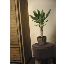 Dekoratives Drachenbaum-Gewächs im Topf auf einem Hocker, neben einem Schrank