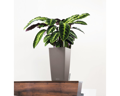 Pfeilwurz Pflanze in Pflanzgefäß