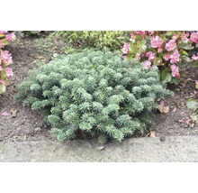 Kissenkiefer im Gartenbeet