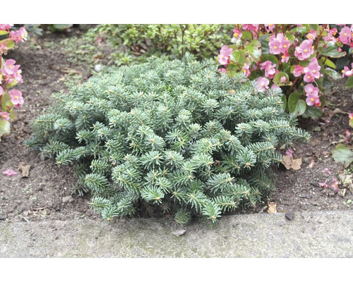 Kissenkiefer im Gartenbeet