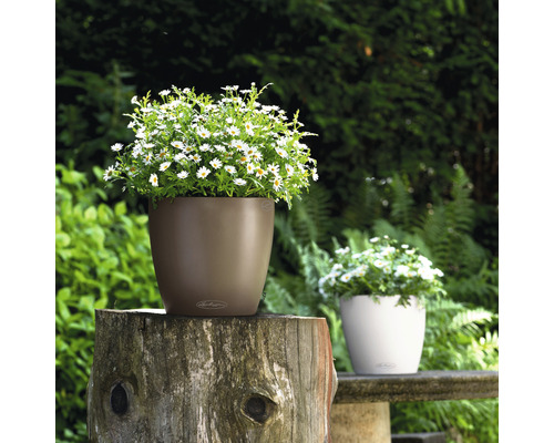 Zwei Blumentöpfe mit Margeriten im Garten.