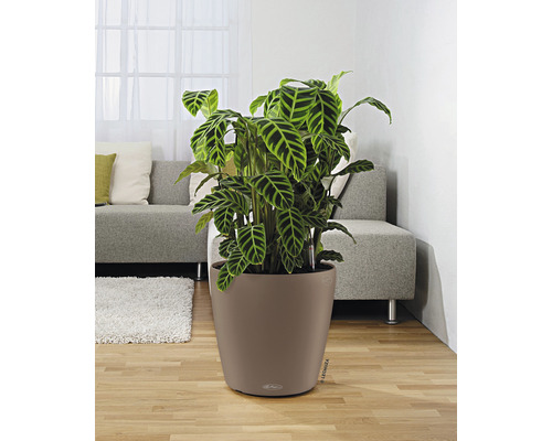 Zimmerpflanze Calathea in einem Lechuza Blumentopf im Wohnzimmer.