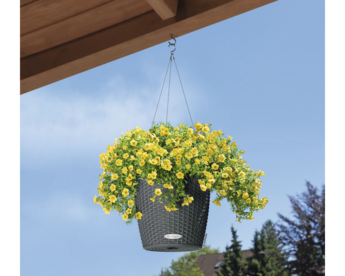 Hängeampel mit gelben Blüten