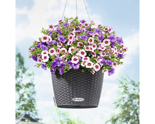 Hängeampel mit lila und hellrosa Blüten