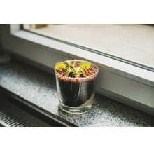 Venusfliegenfalle in einem Glas auf einer Fensterbank