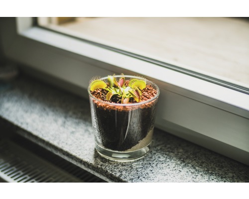 Venusfliegenfalle in einem Glas auf einer Fensterbank