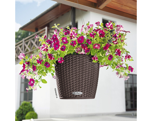 Hängeampel mit Petunien vor einem Haus