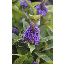Sommerflieder FloraSelf Buddleja davidii POQUITO ® H ca. 40 cm Co 4,5 L violett