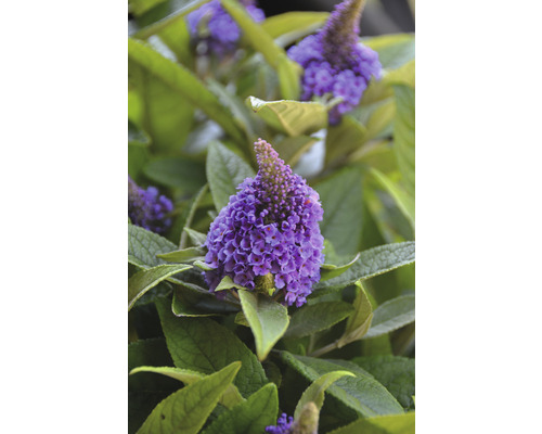 Nahaufnahme einer Schmetterlingsfliederpflanze mit violetten Blüten