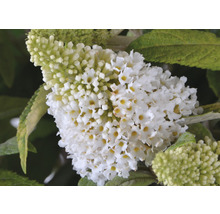 Sommerflieder FloraSelf Buddleja davidii POQUITO® White H ca. 40 cm Co 4,5 L