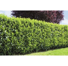 Dichte grüne Lorbeerhecke im Garten.