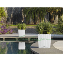 Zwei weiße Pflanzgefäße mit Pflanzen in einem Garten am Pool