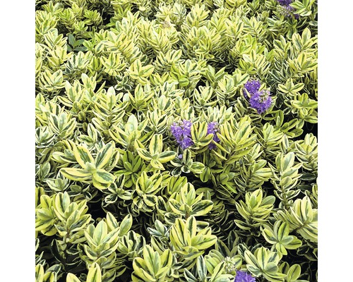 Im Bild ist eine Heckenpflanze mit violetten Blüten zu sehen.