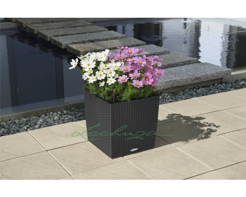 Blumenkasten mit weißen und lila Kosmeen im Außenbereich