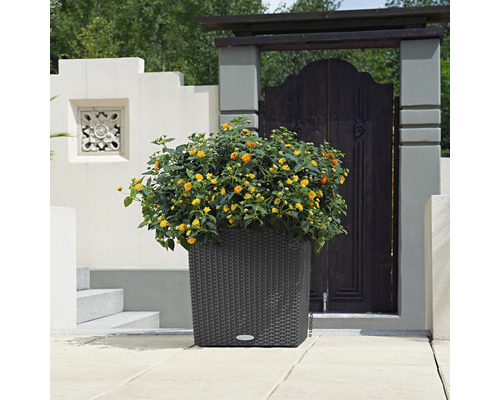 Dekorativer Pflanzkübel mit gelb blühenden Pflanzen im Außenbereich.