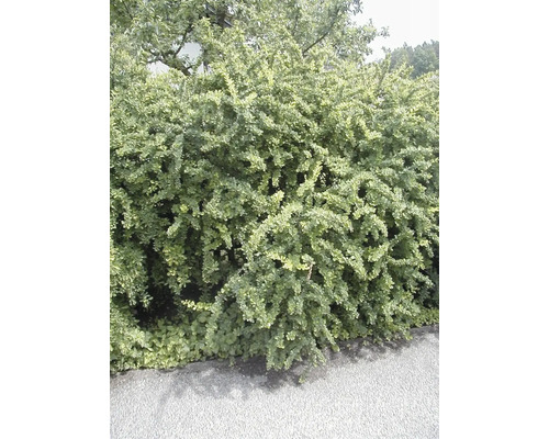 Sträucher-Set Grüne Heckenberberitze/Berberis thunbergii 40/60 cm, im Topf, 3 Stk