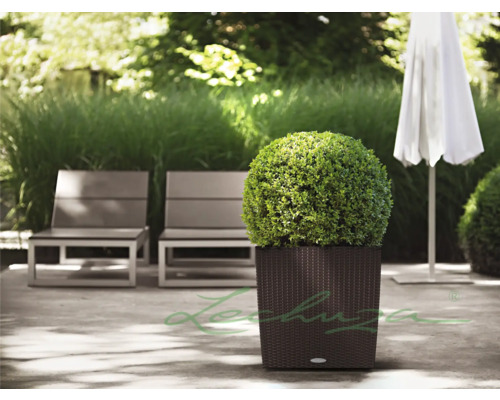 Garten mit Lounge-Möbeln, Sonnenschirm und Pflanzkübel mit Buchsbaum