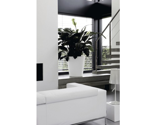 Innenaufnahme eines hellen, modernen Wohnraums mit Topfpflanze, Treppe und Sofa