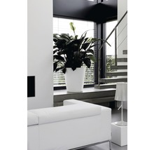 Modernes Wohnzimmer mit Pflanze im weißen Pflanzgefäß am Fenster