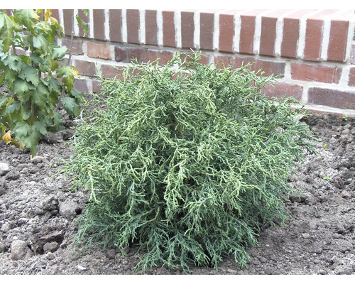 Kriechwacholder in einem Gartenbeet vor einer Ziegelmauer