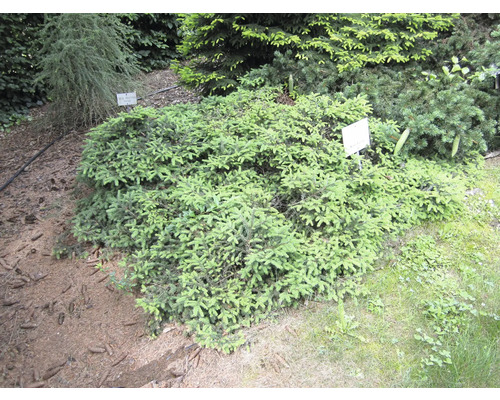 Bodendeckende Fichte im Gartenbeet