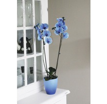 Blaue Orchidee im Topf auf einem Schrank