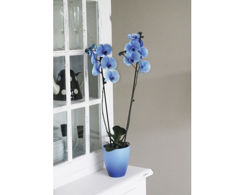 Blaue Orchidee im Topf auf einem Schrank