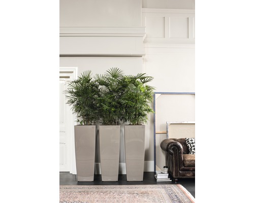 Drei hohe, schmale Pflanzgefäße mit grünen Pflanzen in einem hellen Raum.