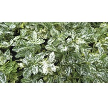 Kriechspindel FloraSelf Euonymus fortunei 'Harlekin' H 5-15 cm Co 1 L