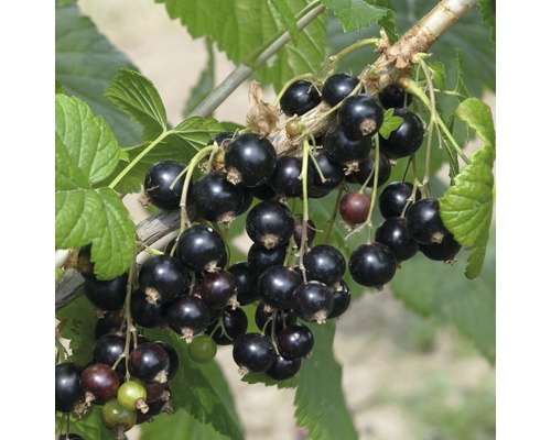 Schwarze Johannisbeere Stämmchen FloraSelf Ribes nigrum 'Titania' Stamm ca. 90 cm gesamt H 100-120 cm Co 5 L