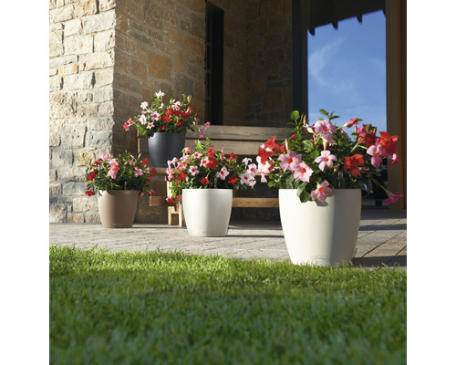 Szene mit vier verschiedenen Blumentöpfen und blühenden Dipladenia Pflanzen im Außenbereich