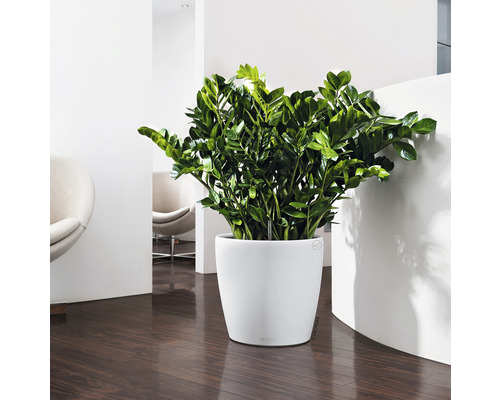 Zamioculcas Pflanze in einem weißen Topf in einem hellen Raum