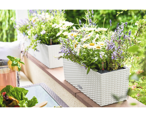 Blumenkästen aus Kunststoff mit blühenden Pflanzen auf einer Terrasse