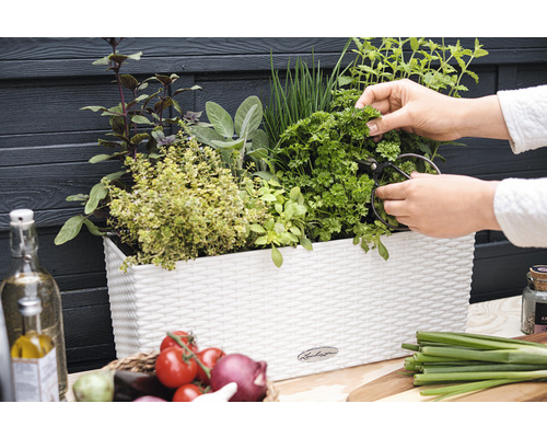 Balkonkasten mit Kräutern und Person beim Ernten von Petersilie