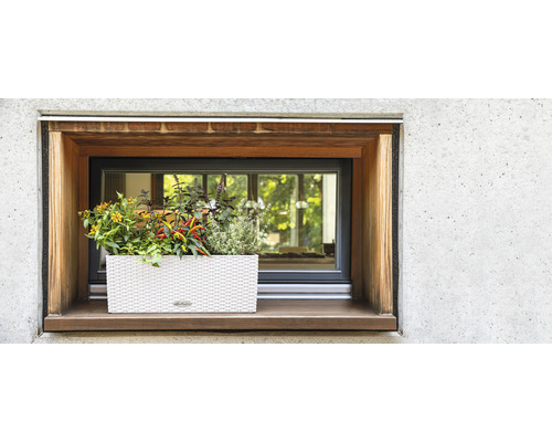 Fenster mit Holzeinfassung und Blumenkasten mit verschiedenen Pflanzen