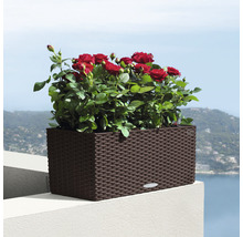 Rechteckiger Pflanzkasten mit roten Rosen auf einer Terrasse