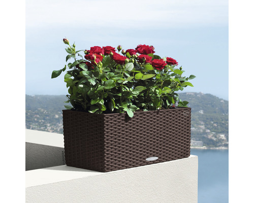 Rechteckiger Pflanzkasten mit roten Rosen auf einer Terrasse