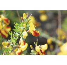 Ginsterblüten mit Blättern