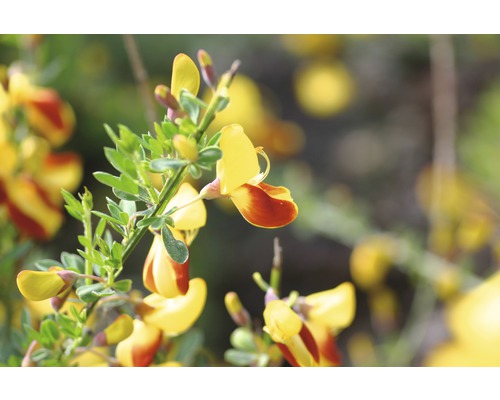 Ginsterblüten mit Blättern