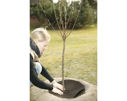 Eine Frau pflanzt einen Baum und bedeckt die Baumscheibe mit einer Mulchscheibe.