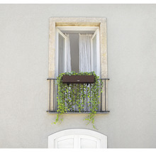 Balkon mit Blumenkasten und Rankpflanzen