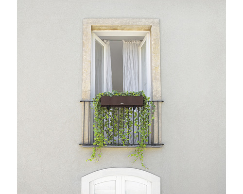Balkon mit Blumenkasten und Rankpflanzen