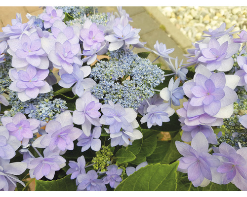 Nahaufnahme von Tellerhortensienblüten